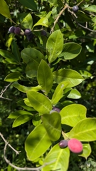 Acokanthera oppositifolia, photograph (c) Shedron Mukhumo, some rights reserved (CC BY)