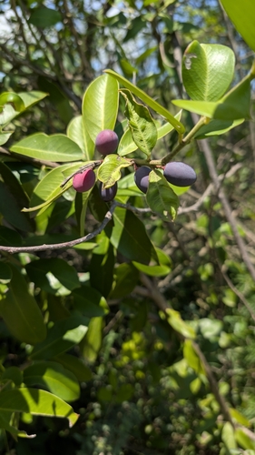 Acokanthera oppositifolia, photograph 2