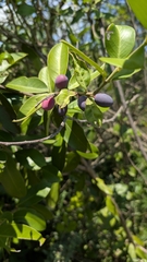 Acokanthera oppositifolia, photograph (c) Shedron Mukhumo, some rights reserved (CC BY)