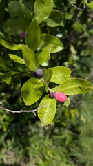 Acokanthera oppositifolia, photograph (c) Shedron Mukhumo, some rights reserved (CC BY)