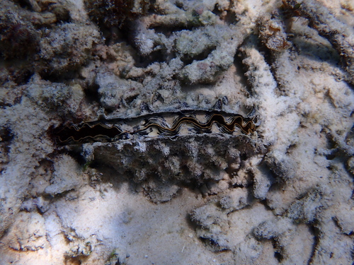 Atrina pectinata observed 2025-12-01