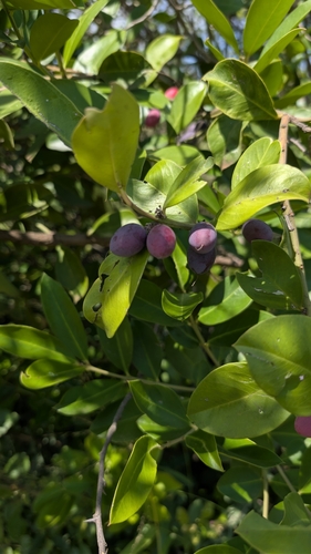Acokanthera oppositifolia, photograph 4