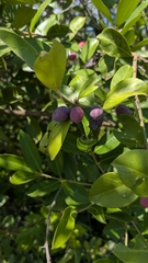 Acokanthera oppositifolia, photograph (c) Shedron Mukhumo, some rights reserved (CC BY)