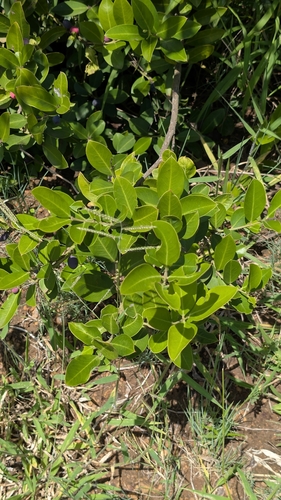 Acokanthera oppositifolia, photograph 5