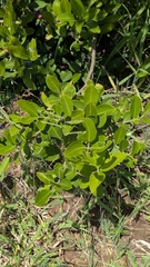 Acokanthera oppositifolia, photograph (c) Shedron Mukhumo, some rights reserved (CC BY)