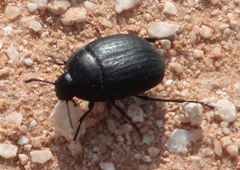 Eusattus reticulatus