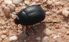 Eusattus reticulatus