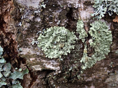 Parmeliopsis ambigua