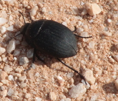 Eusattus reticulatus