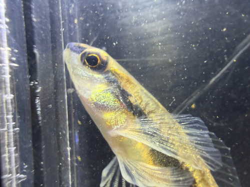 Muscadine Darter