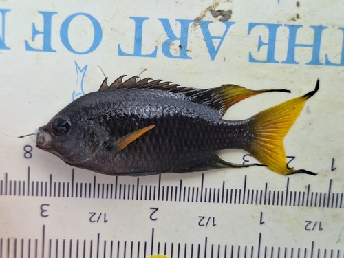 Chinese damsel (Neopomacentrus bankieri) — Pomacentridae — 5