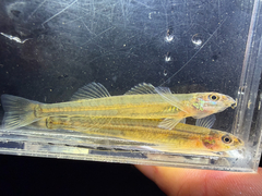 Naked Sand Darter photo 2