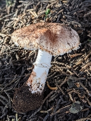 Leucoagaricus cupresseus