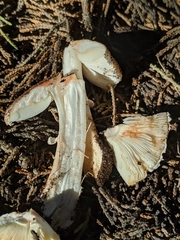 Leucoagaricus cupresseus