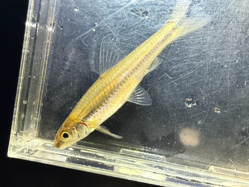 Clear Chub