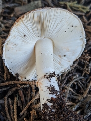 Leucoagaricus cupresseus