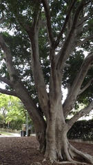 Ficus macrophylla