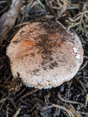 Leucoagaricus cupresseus