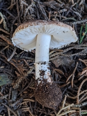 Leucoagaricus cupresseus