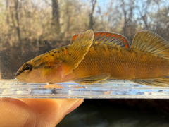 Bronze Darter photo 3