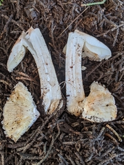 Leucoagaricus cupresseus