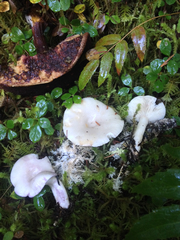 Lactarius pallescens