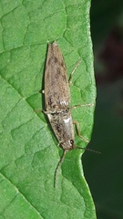 Conoderus fuscofasciatus