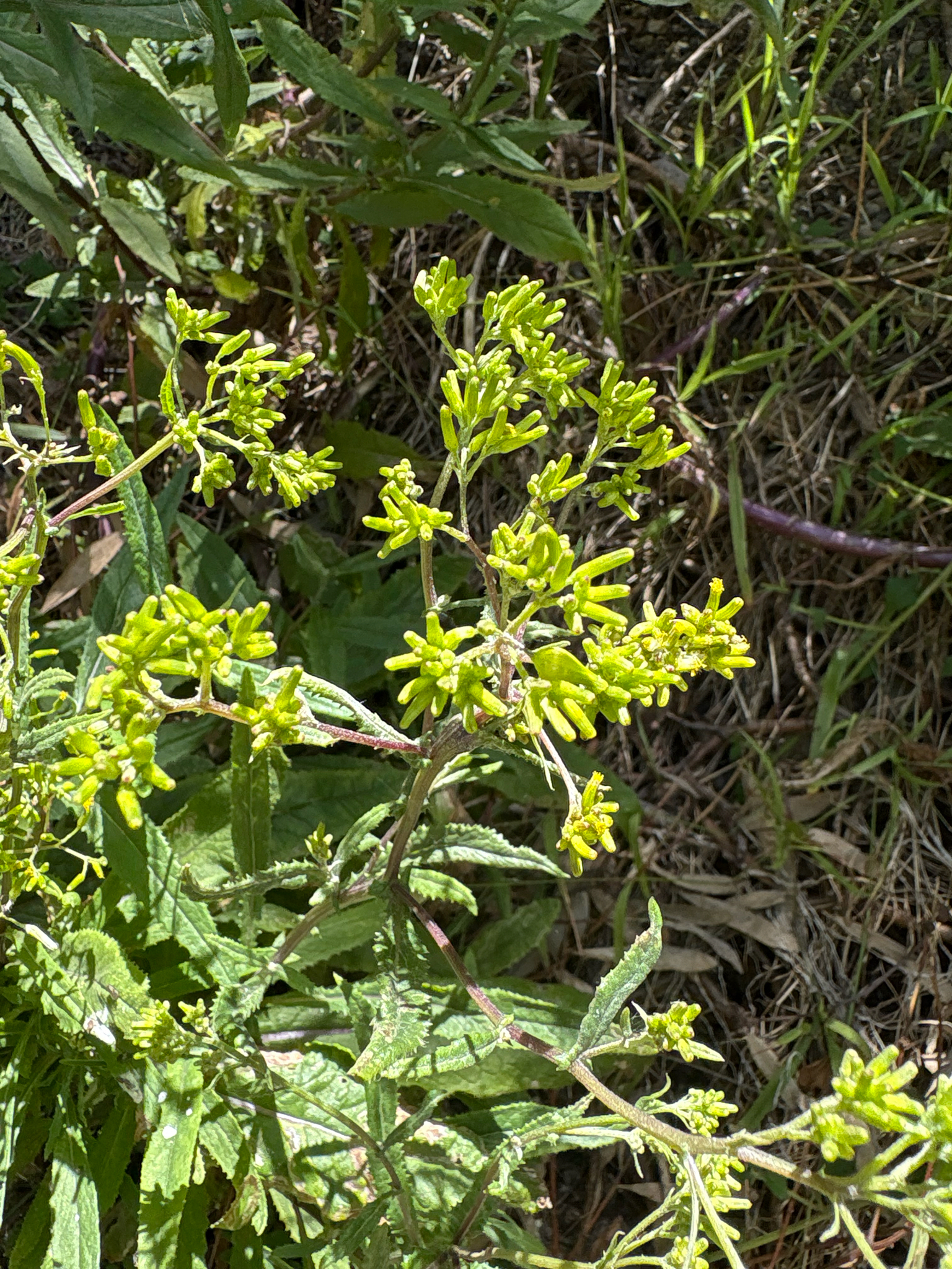 Imagem de Senecio minimus