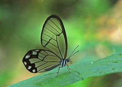 Pseudohaetera hypaesia