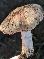Leucoagaricus cupresseus