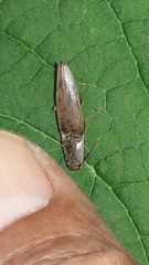 Conoderus fuscofasciatus