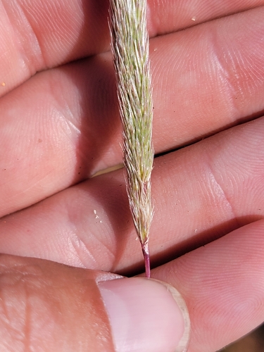 nit grass (Gastridium phleoides)