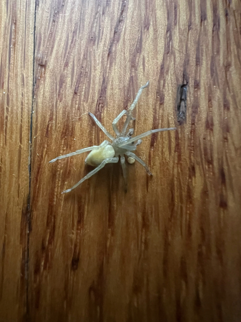 Northern Yellow Sac Spider