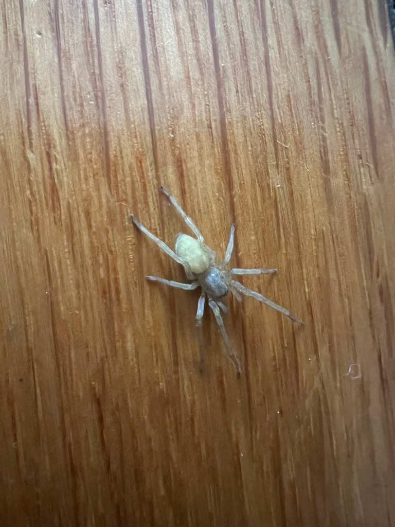 Northern Yellow Sac Spider