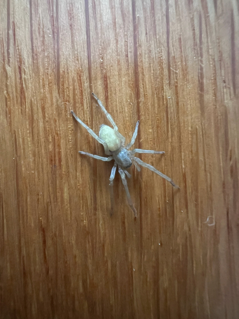 Northern Yellow Sac Spider