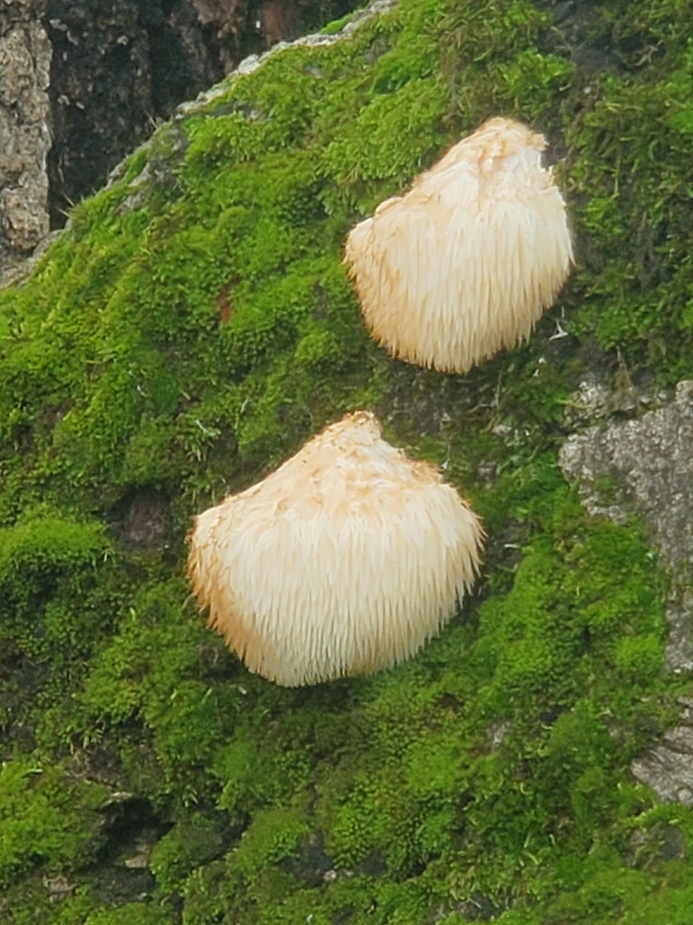Hericium oregonense · December 2025 · photo: © arlenedevitt (iNaturalist, cc-by)