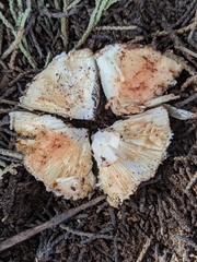 Leucoagaricus cupresseus