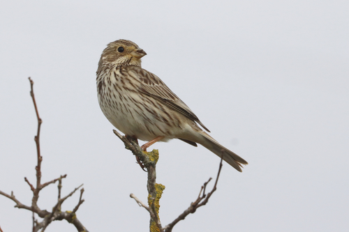 Corn Bunting