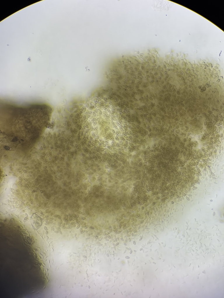 Ascochyta lantanae
