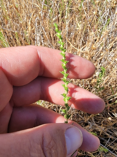 Pit-gland Tarweed (Holocarpha virgata)