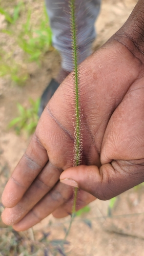 Purple Spike Grass