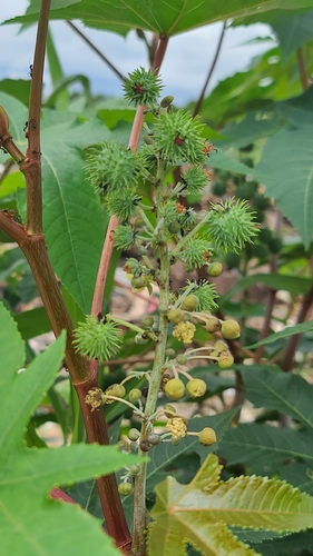 castor bean