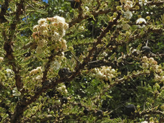 Vachellia drepanolobium