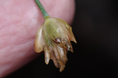 Petrorhagia nanteuilii, photograph 6