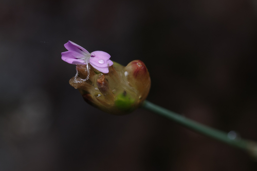 Petrorhagia nanteuilii, photograph 5