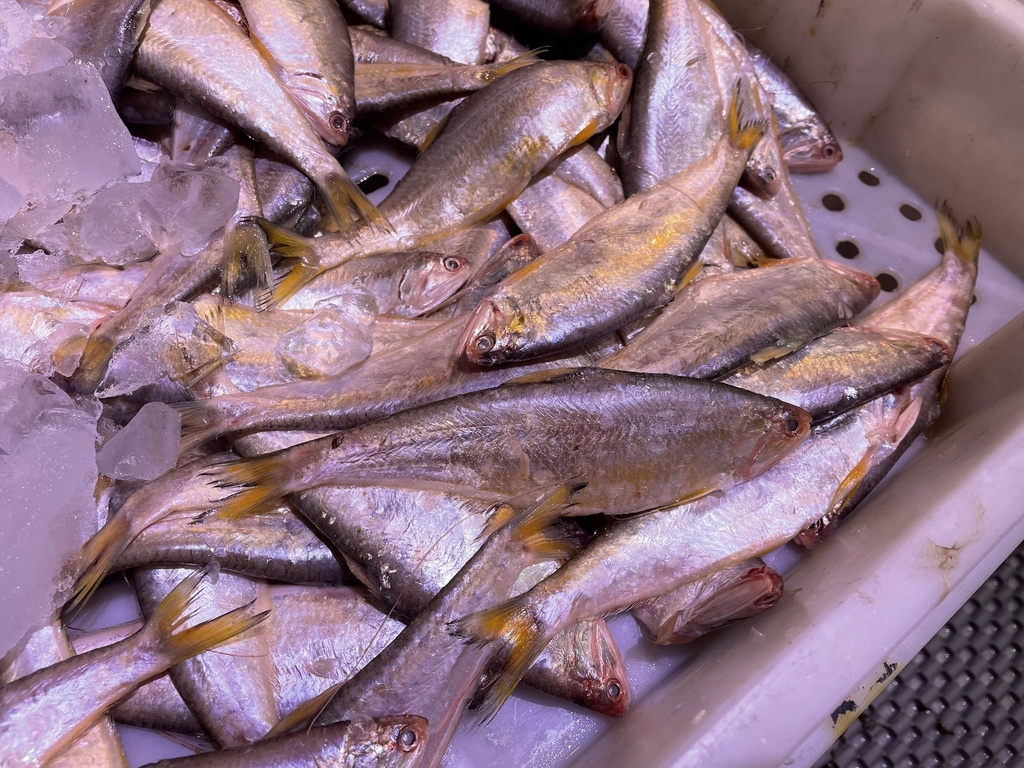 Common hairfin anchovy (Setipinna tenuifilis) — Engraulidae