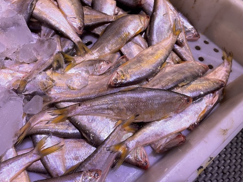 Common hairfin anchovy (Setipinna tenuifilis) — Engraulidae