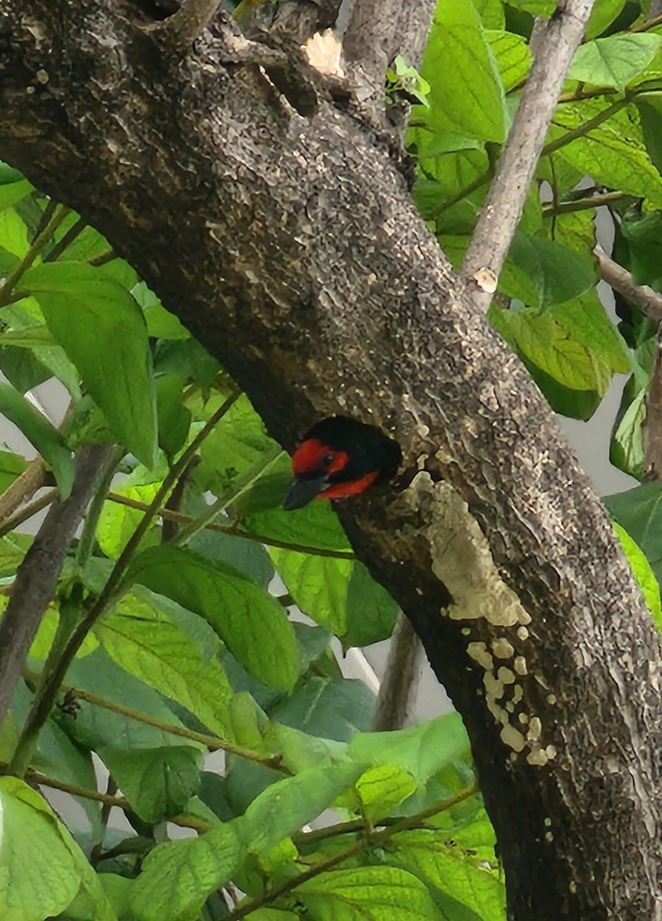 Coppersmith Barbet (Psilopogon haemacephalus)