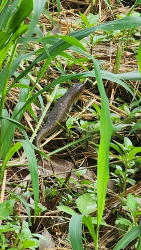 Eutropis multifasciata