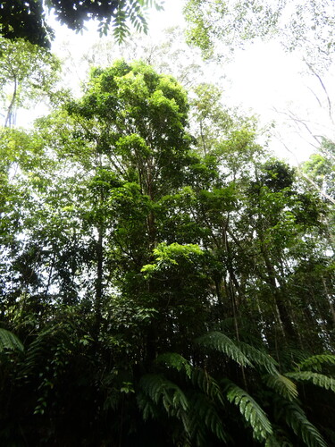 Maple silkwood (Flindersia pimenteliana)